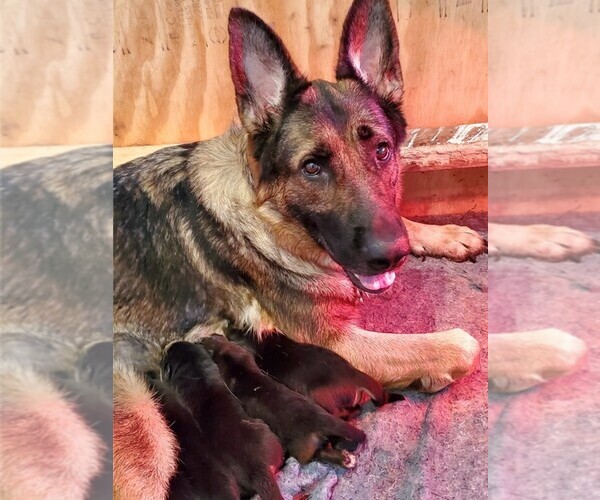 Medium Photo #1  Breeder Profile in WADSWORTH, IL, USA