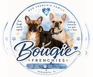 French Bulldog Dog Breeder near SARASOTA, FL, USA