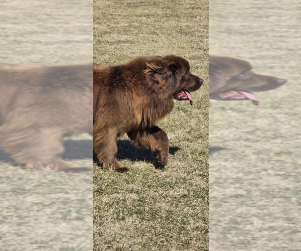 Medium Photo #74  Breeder Profile in TILTON, IL, USA