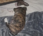 Small breeder photo