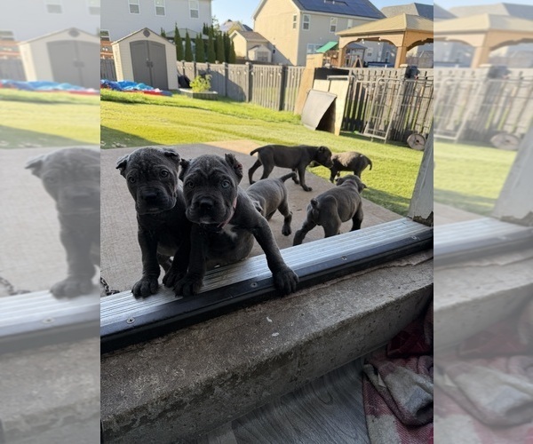 Medium Photo #4  Breeder Profile in JOLIET, IL, USA