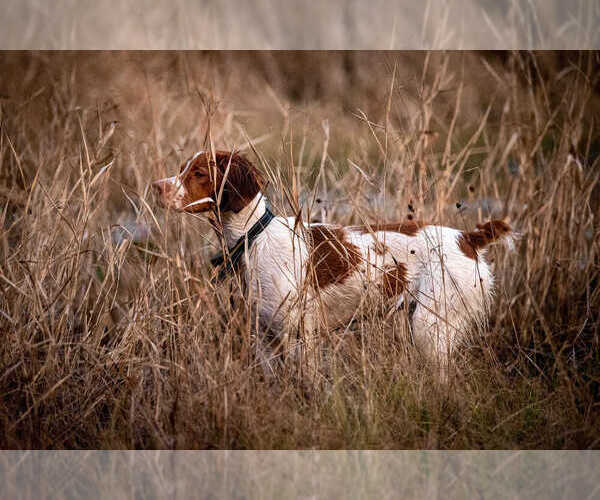 Medium Photo #143  Breeder Profile in HORTENSE, GA, USA