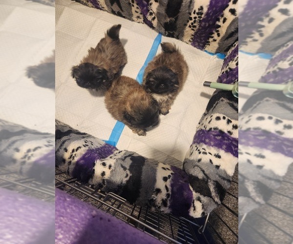 Medium Photo #2  Breeder Profile in BUTTE, MT, USA
