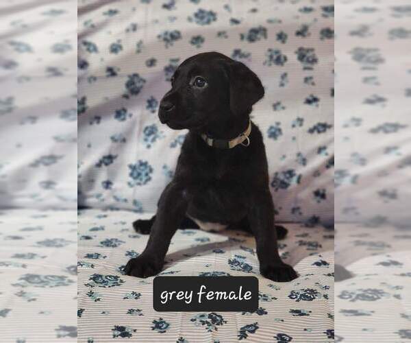Medium Photo #13  Breeder Profile in HEBRON, KY, USA
