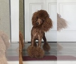 Small breeder photo
