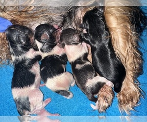 Medium Breeder Profile Photo