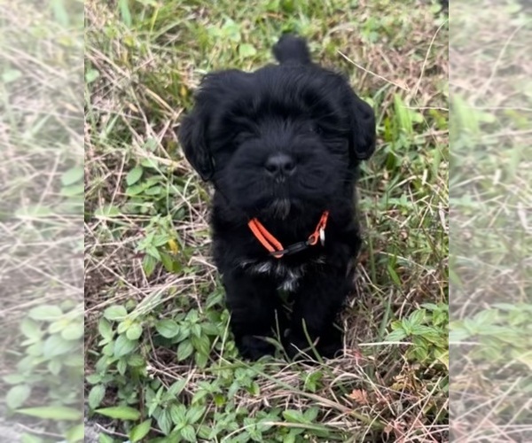 Medium Photo #12  Breeder Profile in PORT ORANGE, FL, USA