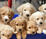 Small #7 Breeder Profile image