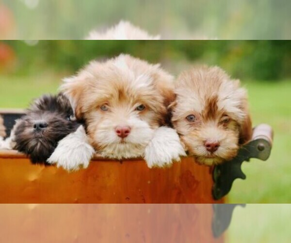 Medium Photo #1  Breeder Profile in WILSON, NY, USA