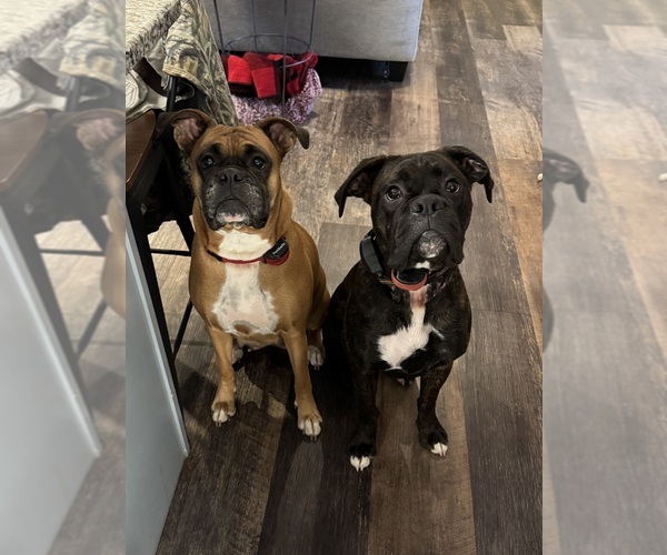 Medium Photo #1  Breeder Profile in BRUSH CREEK, TN, USA