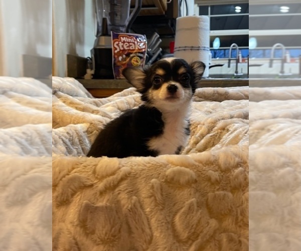 Medium Photo #87  Breeder Profile in TWINING, MI, USA