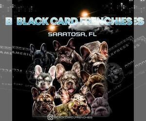 French Bulldog Dog Breeder near SARASOTA, FL, USA