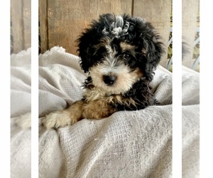 Main photo of Bernedoodle Dog Breeder near GRABILL, IN, USA