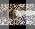 Small #13 Breeder Profile image
