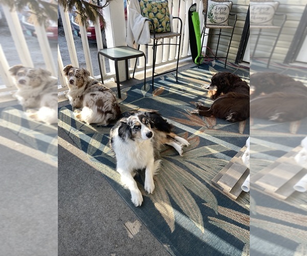 Medium Photo #32  Breeder Profile in BELMONT, VT, USA