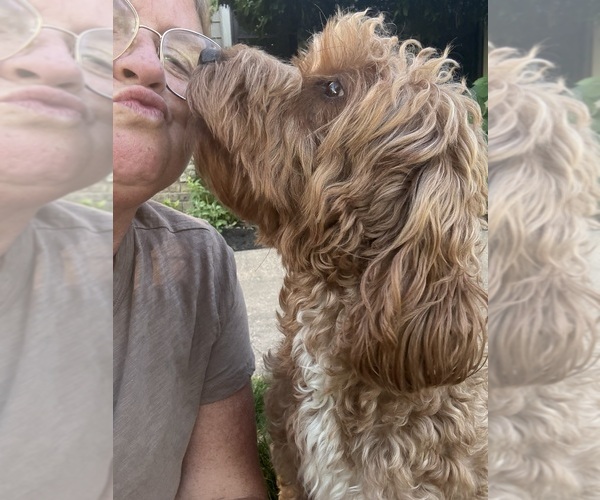 Medium Photo #4  Breeder Profile in MILLERSBURG, OH, USA