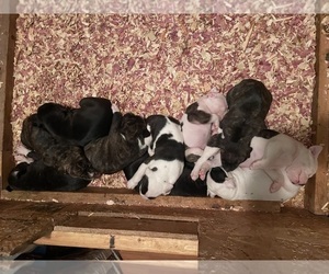 American Pit Bull Terrier Dog Breeder near STAFFORD, VA, USA