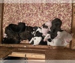 Small breeder photo