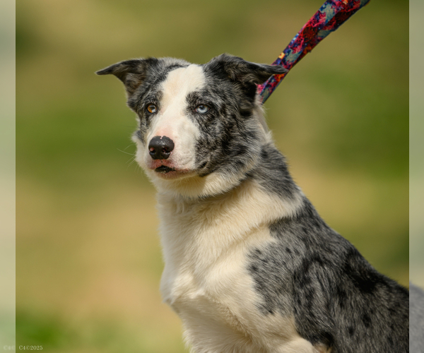 Medium Photo #2  Breeder Profile in HUNTERSVILLE, NC, USA