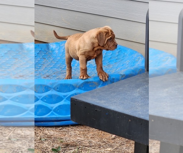 Medium Photo #4  Breeder Profile in MONROE, GA, USA