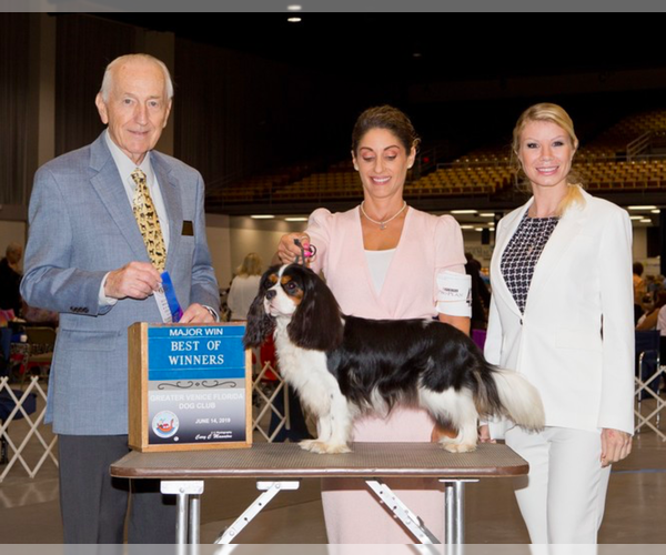 Medium Photo #3  Breeder Profile in MIAMI, FL, USA