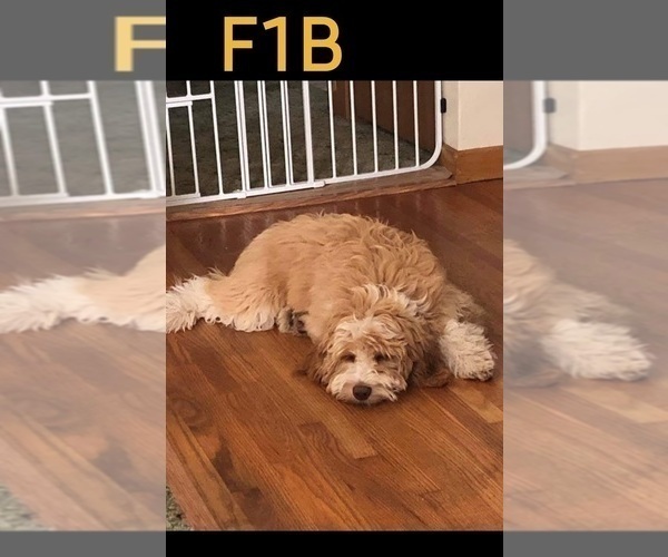 Medium Photo #51  Breeder Profile in MILLVILLE, MN, USA