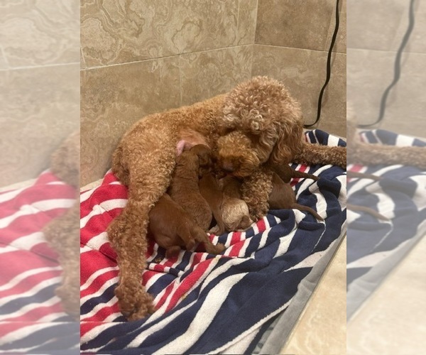 Medium Photo #5  Breeder Profile in ONTARIO, CA, USA