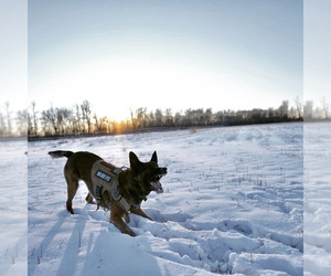 Belgian Malinois Dog Breeder near MENASHA, WI, USA