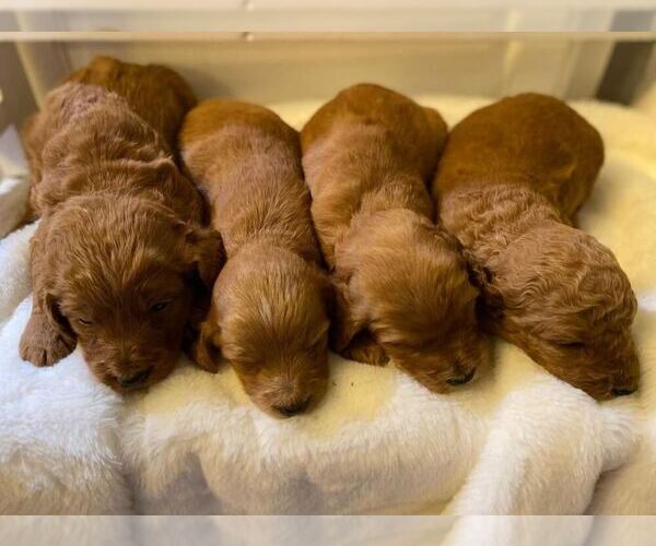 Medium Photo #4  Breeder Profile in DUBLIN, TX, USA