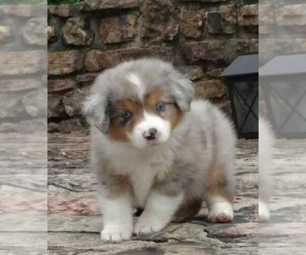 Medium Photo #1  Breeder Profile in TAYLOR, AZ, USA