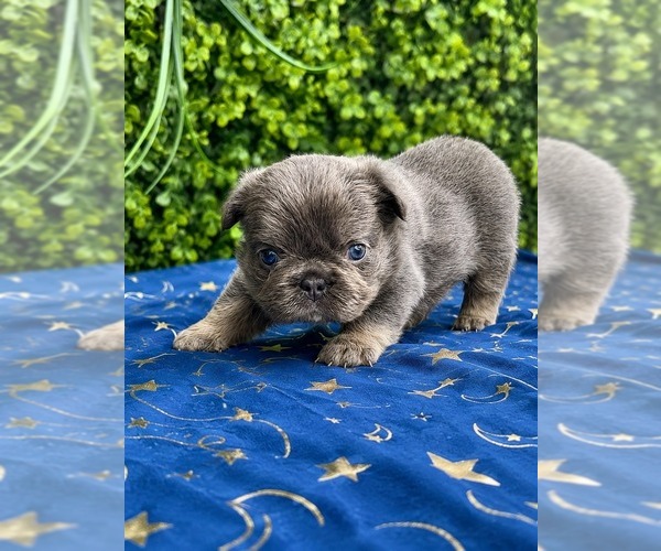 Medium Photo #2  Breeder Profile in ELMWOOD PARK, IL, USA