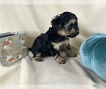 Small #34 Breeder Profile image