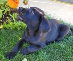Small Photo #5  Breeder Profile in CANYONVILLE, OR, USA