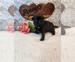 Small #1 Breeder Profile image