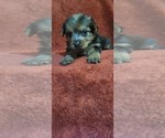 Small #274 Breeder Profile image
