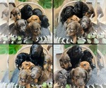 Small breeder photo