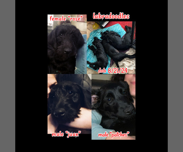 Medium Photo #1  Breeder Profile in COLCHESTER, CT, USA