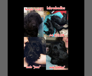 Labradoodle Dog Breeder near COLCHESTER, CT, USA