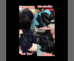 Small breeder photo