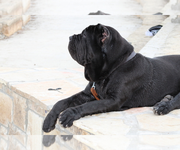 Medium Photo #43  Breeder Profile in SAN MARCOS, TX, USA
