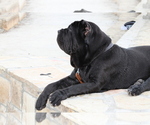 Small #42 Breeder Profile image