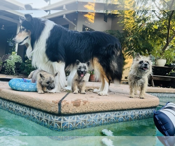 Medium Photo #23  Breeder Profile in FAIR OAKS, CA, USA