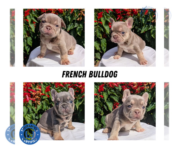 Medium Photo #6  Breeder Profile in GOSHEN, IN, USA