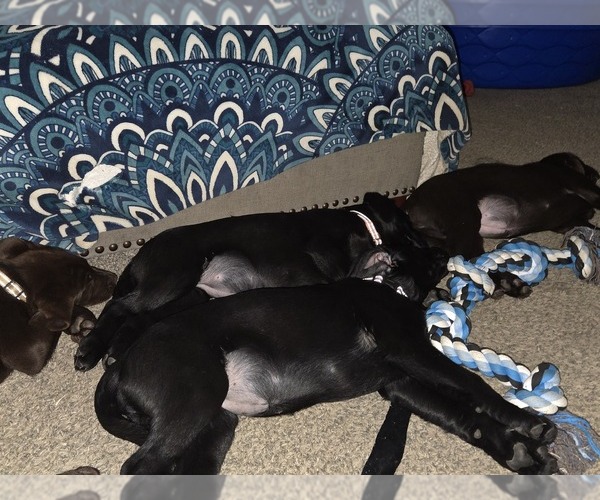 Medium Photo #8  Breeder Profile in COEUR D ALENE, ID, USA