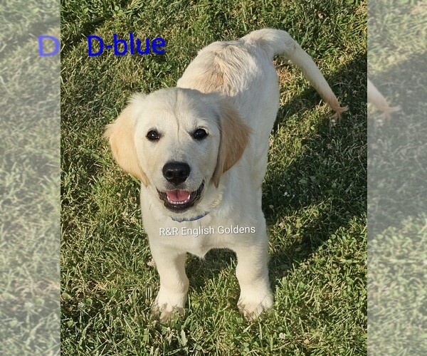 Medium Photo #6  Breeder Profile in BROWNSTOWN, MI, USA