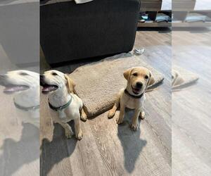 Labrador Retriever Dog Breeder near PLANO, TX, USA
