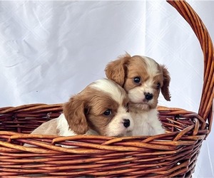 Cavalier King Charles Spaniel Dog Breeder near CAMPBELLSVILLE, KY, USA