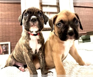Boxer Dog Breeder near BRUSH CREEK, TN, USA