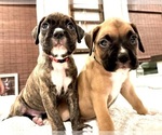 Small breeder photo