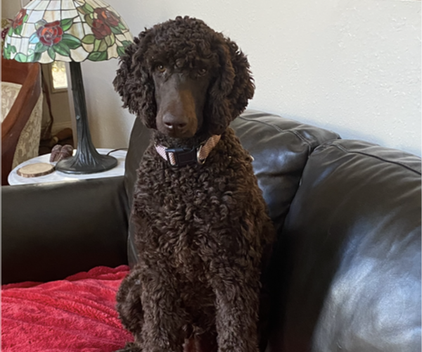 Medium Photo #15  Breeder Profile in DEXTER, MO, USA